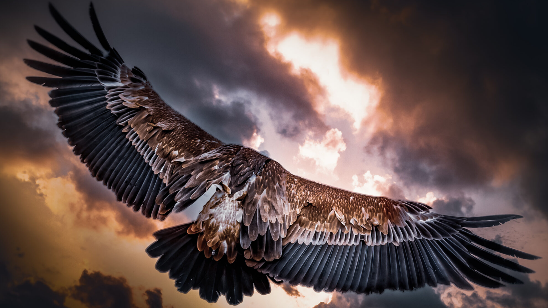 La volerie du forez La volerie du forez